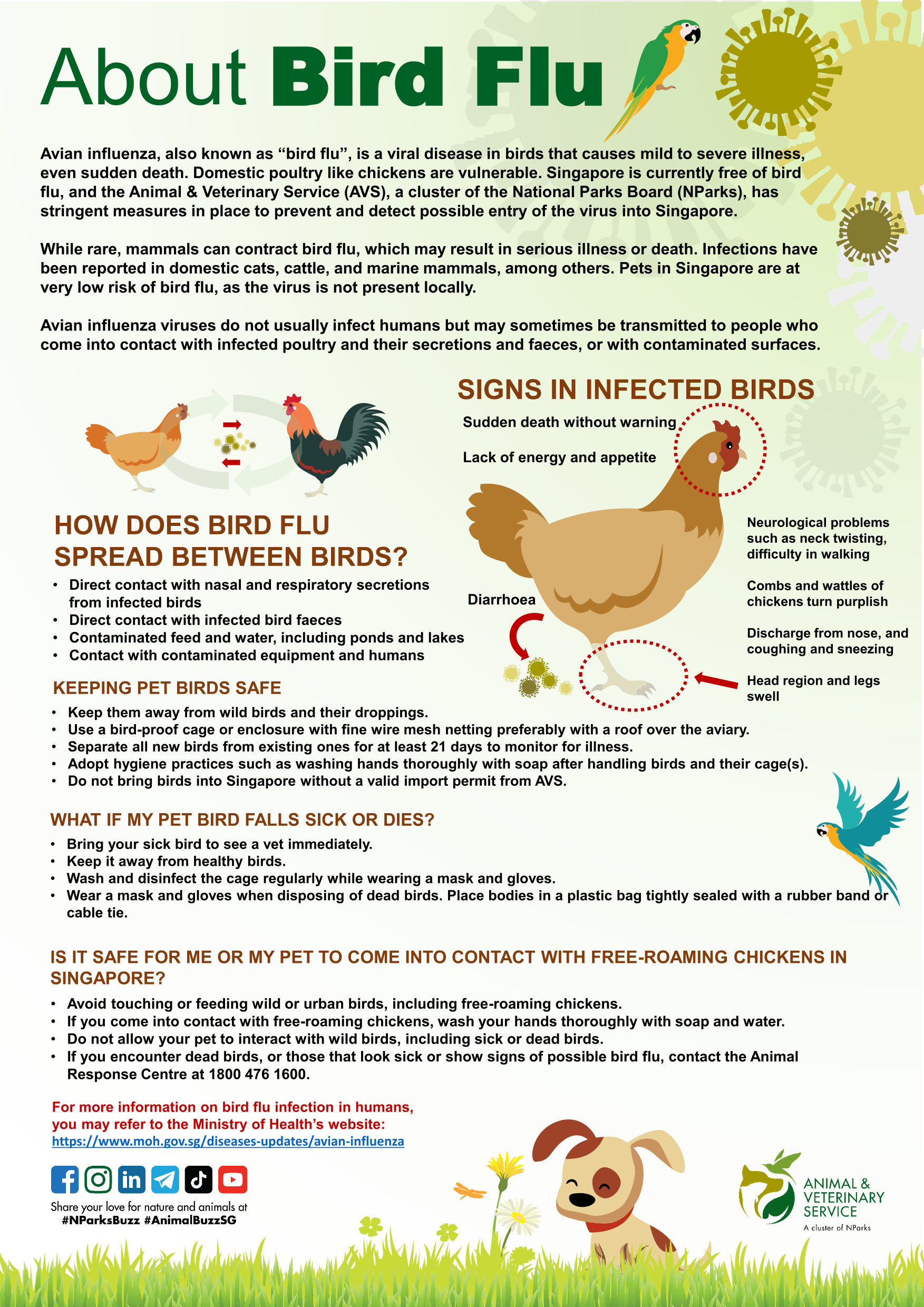 An infographic on bird flu